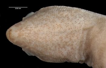 Media type: image;   Herpetology R-170979